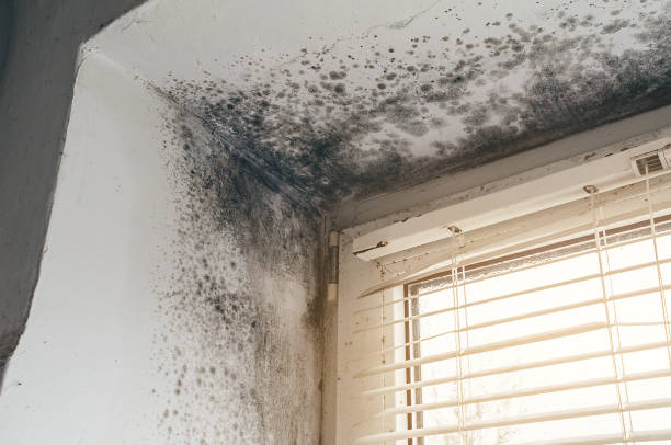 Affordable Attic Mold Remediation solutions in Princeton, IL